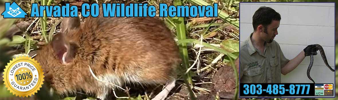 Arvada Wildlife and Animal Removal